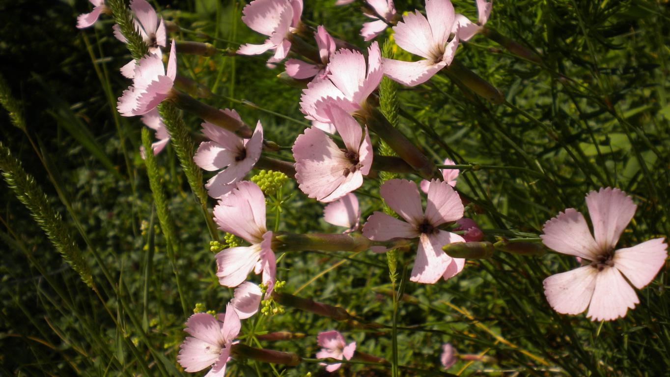 Valnontey 01 - Dianthus cfr.sylvestris